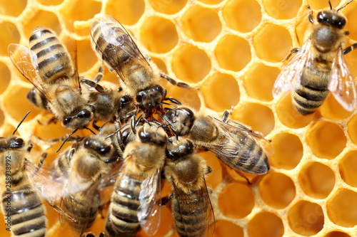 Honigbienen kommunizieren miteinander