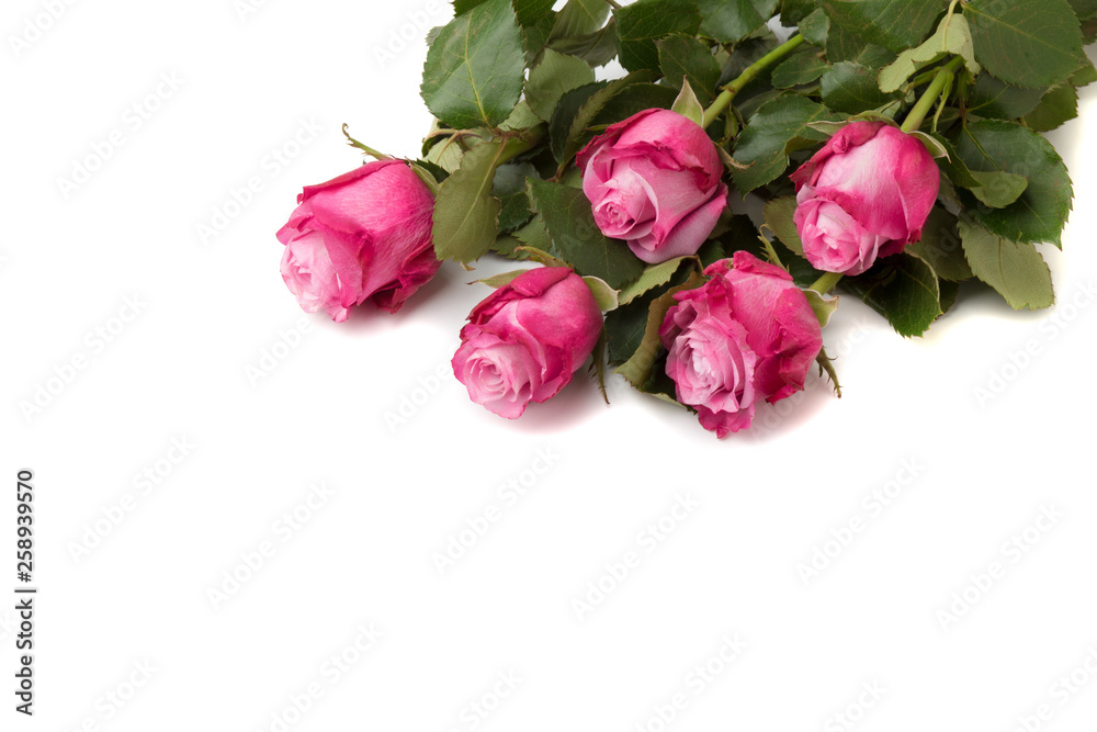 Pink roses isolated on white background Pink roses isolated on white background
