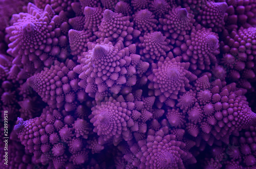 close up of plant leaves, purple or Ultra Violet tones