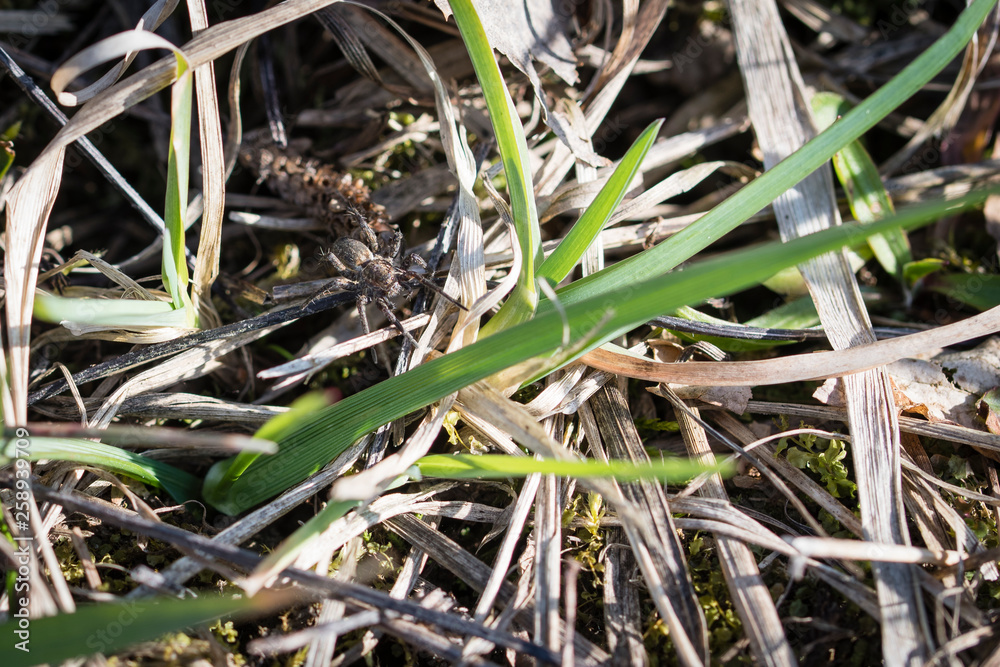 Small spider in grass. Small spider in grass.