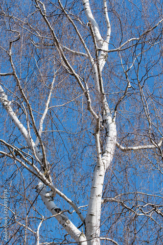 A birch trunk without leaves.