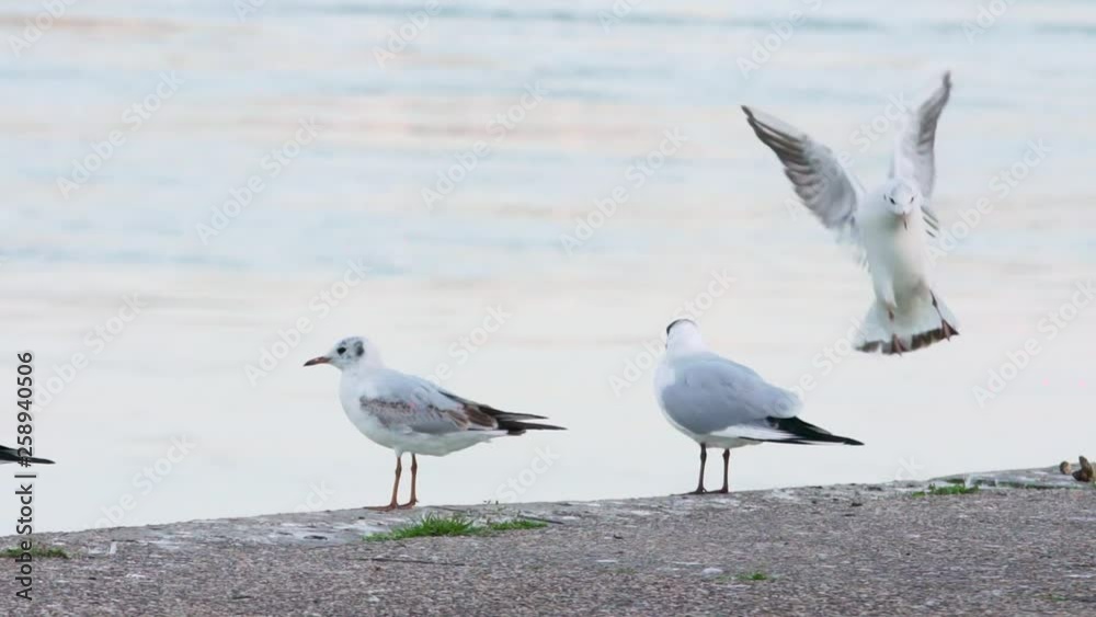 Danube river Seagulls flying and moving around shoreline Danube river Seagulls flying and moving around shoreline