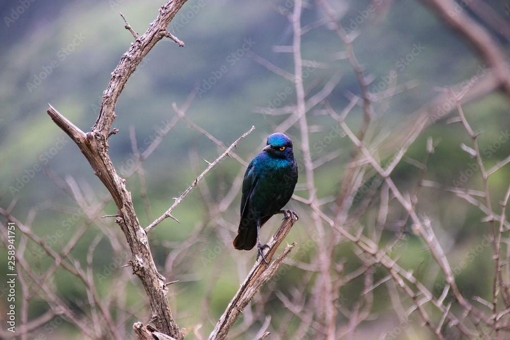 Fototapeta premium Cape glossy starling (Lamprotornis nitens) blue bird with yellow eye perched in bush with bright green background