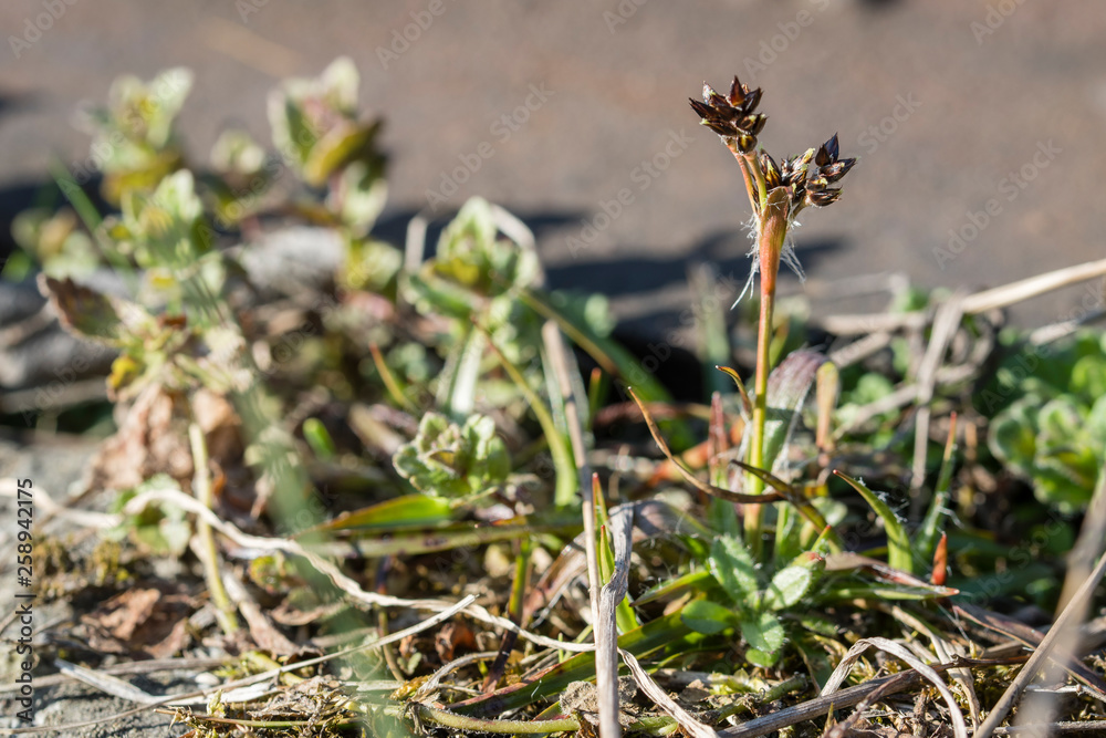 Fototapeta premium Luzula campestris - flower grass plants.
