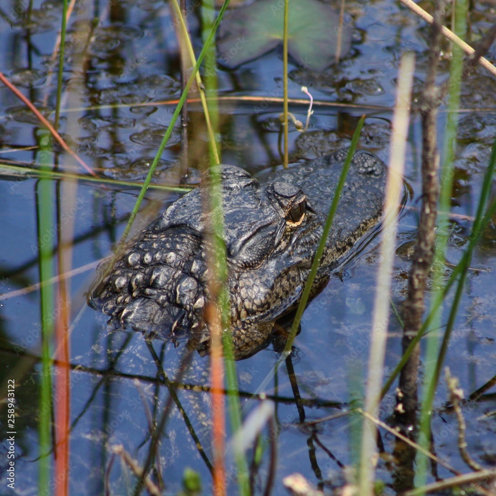 alligator in everglades