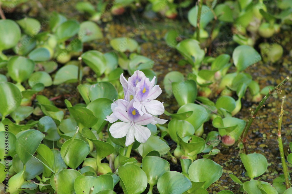 flowers in the garden