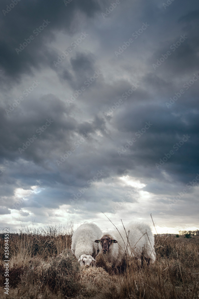 Sheep standing in a field on a cloudy rainy day Sheep standing in a field on a cloudy rainy day