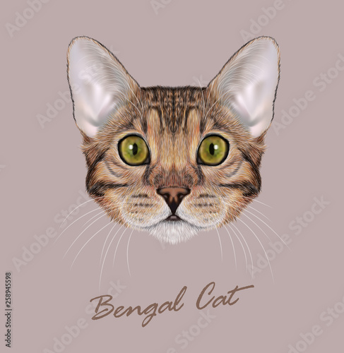 Bengal cat animal cute face. Vector young brown tabby purebred American Bengal kitten orange head portrait. Realistic fur portrait of green eyes kitty isolated on beige background. © ant_art19