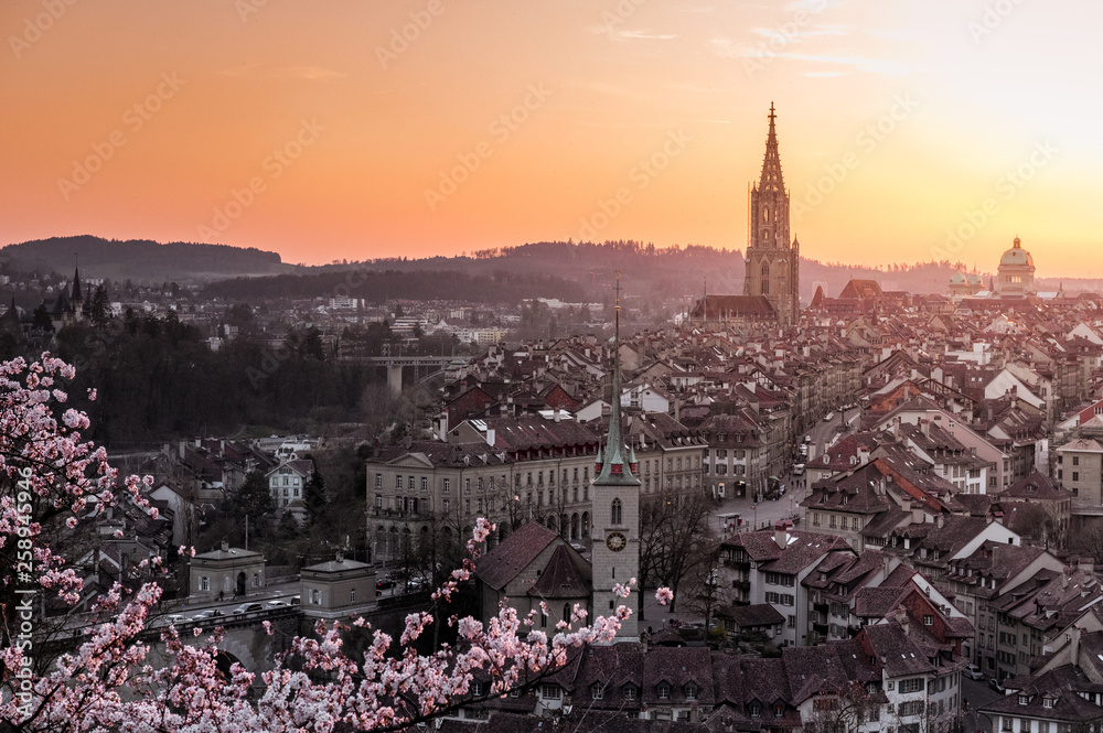 Sonnenuntergang während Kirschblüte in Bern mit Berner Münster und Altstadt
