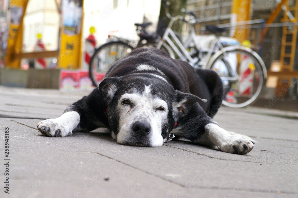 Dog lies in front of a shop in shopping street, Sternschanze district, Hamburg, Germany.