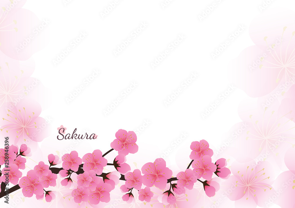 Cherry blossom flowers background. Sakura  pink flowers