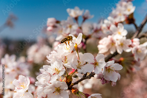Biene auf Kirschblüte im Frühling