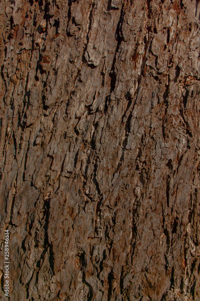 Japanese Bark Background Japanese Bark Background