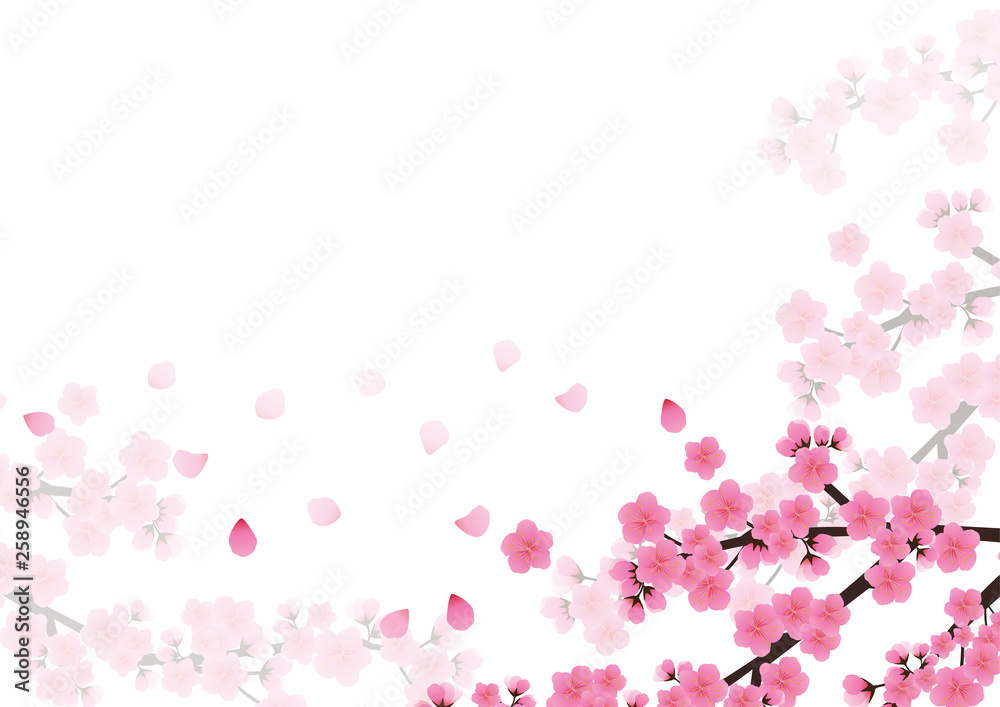 Cherry blossom flowers background. Sakura  pink flowers background.