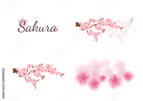 Fototapeta Naklejka Na Ścianę i Meble -  Cherry blossom flowers background. Sakura  pink flowers background.