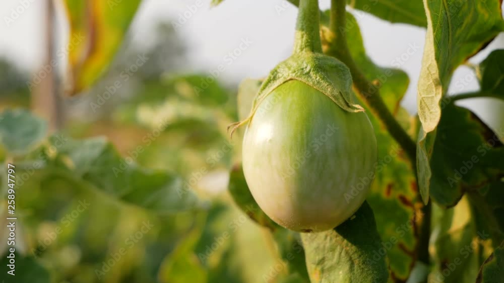 Close up green brinjal or Solanum xanthocarpum with sunlight Eggplant is a vegetable that can be eaten as a shrub for many seasons. Close up green brinjal or Solanum xanthocarpum with sunlight Eggplant is a vegetable that can be eaten as a shrub for many seasons.