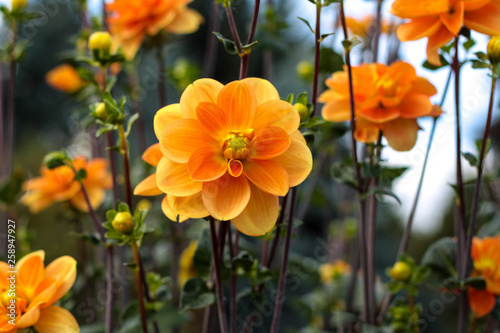 beautiful flowers in nature in the botanical garden