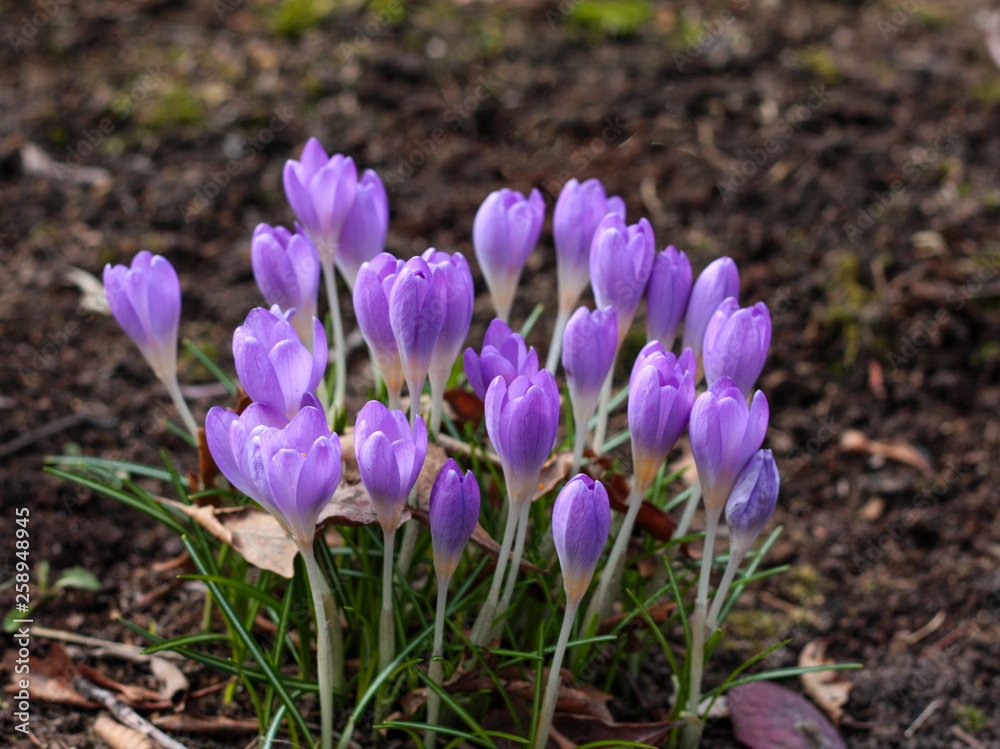beautiful flowers in nature in the botanical garden beautiful flowers in nature in the botanical garden