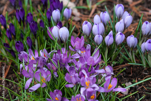 beautiful flowers in nature in the botanical garden