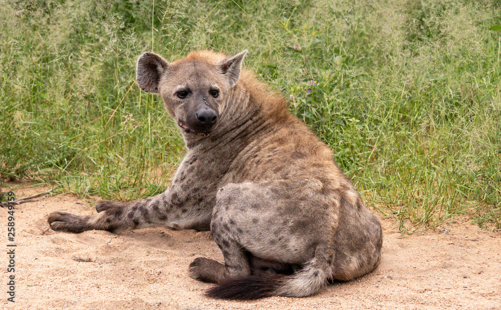 Spotted hyena lying in the sand looking back at clan activity Spotted hyena lying in the sand looking back at clan activity