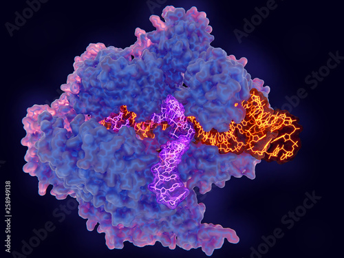 CRISPR-Cas9: The Cas9 enzyme in complex with RNA (yellow) and single stranded DNA (violet)