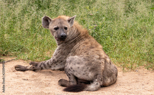 Spotted hyena lying in the sand looking back at clan activity 