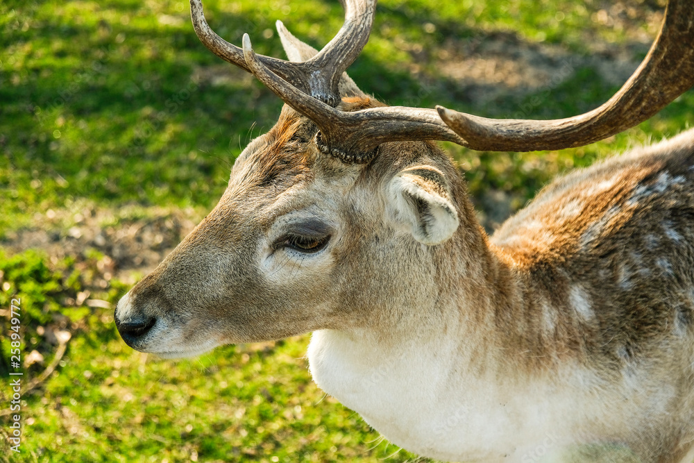 Obraz premium Wilde Rehe essen Gras