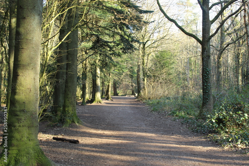 Fototapeta premium road in the forest