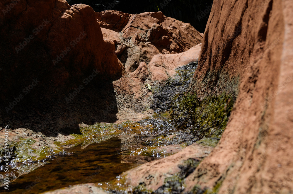 Natural forest floor Halabala National Park in southern Thailand