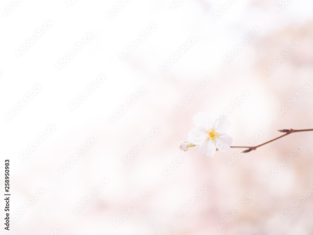 まっしろな桜の花
