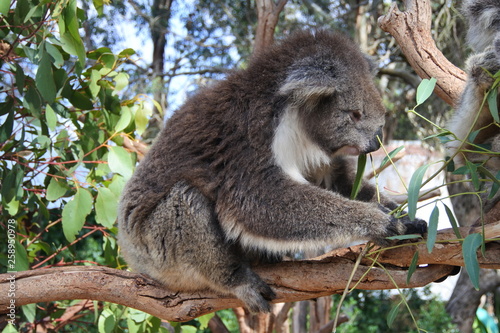 Koala im Eukalyptusbaum in Australien