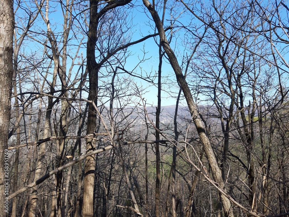 Liguria, Italy – 03/30/2019: An amazing caption of old and tall trees in a village near Genova in spring without leaves and some flowers on the high part of the plant, beautiful view to the houses and Liguria, Italy – 03/30/2019: An amazing caption of old and tall trees in a village near Genova in spring without leaves and some flowers on the high part of the plant, beautiful view to the houses and
