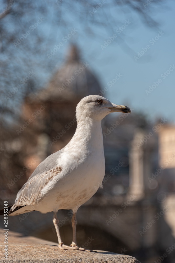 seagull on the wall with background of the city of Rome seagull on the wall with background of the city of Rome