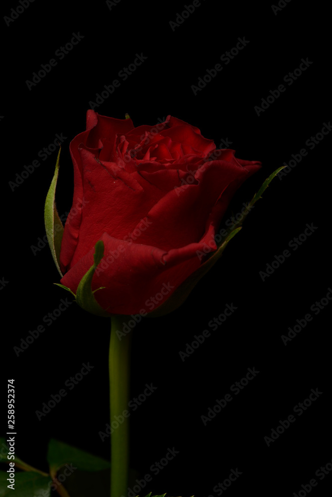 Rosa, planta sobre fondo negro Rosa, planta sobre fondo negro