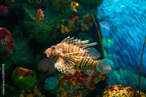 Colorful lion fish in aquarium