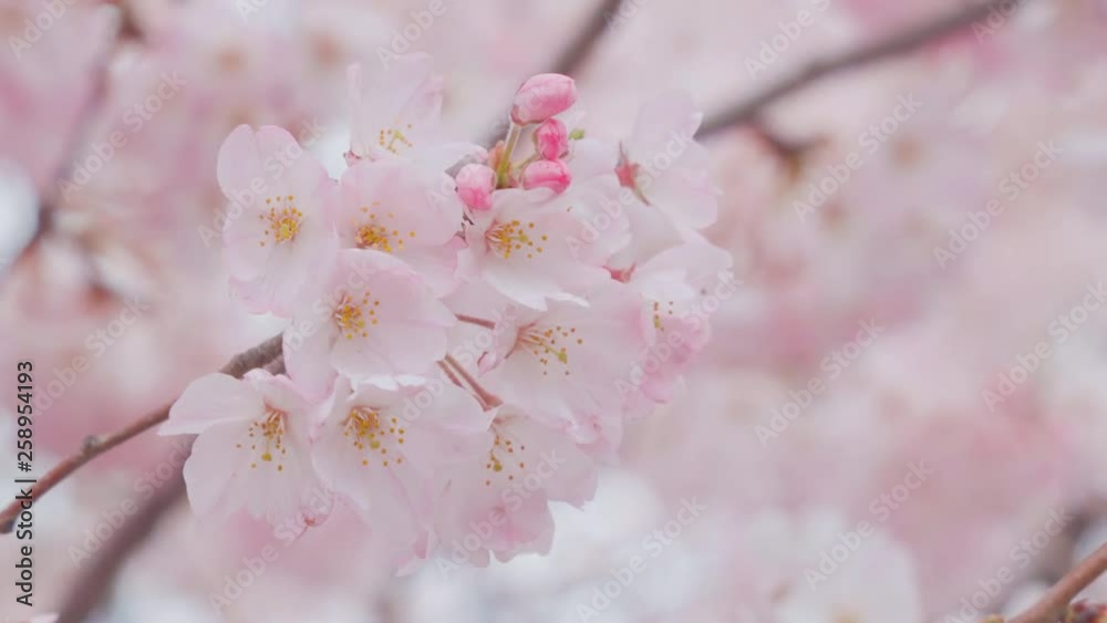 sakura331_11 sakura331_11