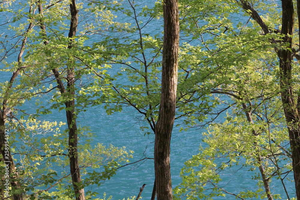 Fototapeta premium 新緑