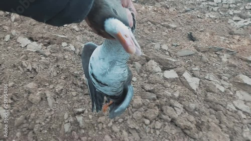 Dead goose on the in the hunter's hand. A good shot of the hunter. Concept of nature protection photo