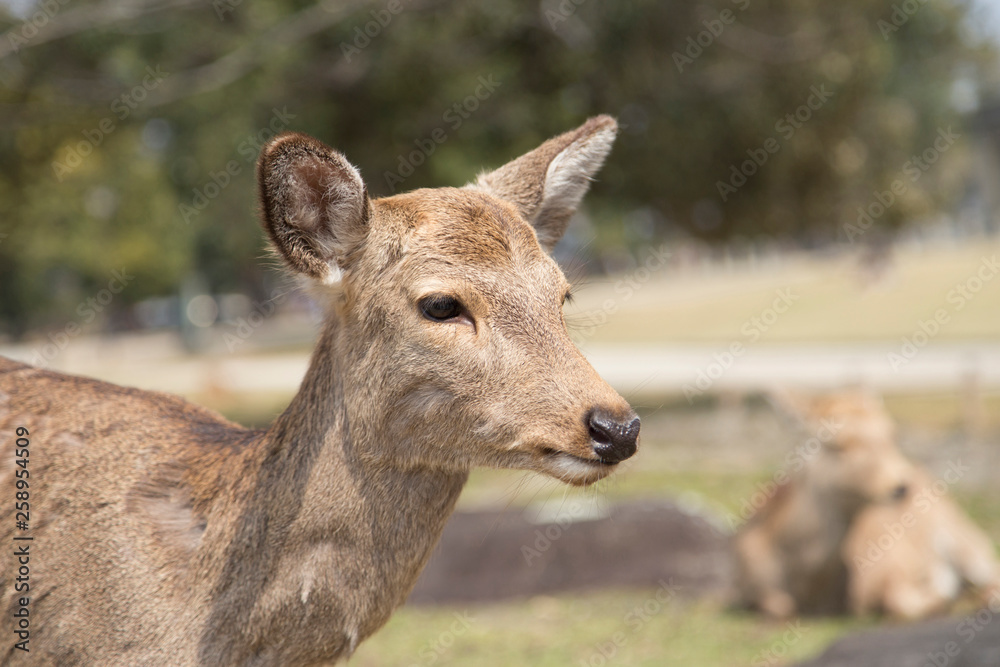 fawn or deer in the prairies of Tobihino in the city of Nara in Japan 8 fawn or deer in the prairies of Tobihino in the city of Nara in Japan 8