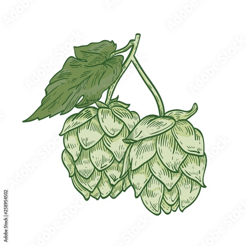 Detailed botanical drawing of green hop sprig with flower buds and leaves