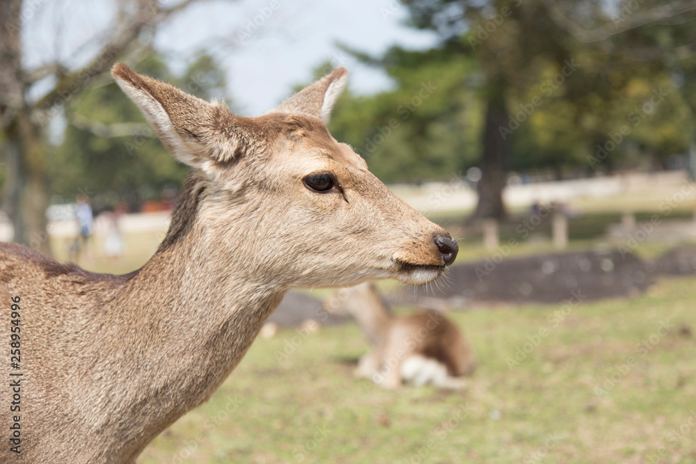 fawn or deer in the prairies of Tobihino in the city of Nara in Japan 12