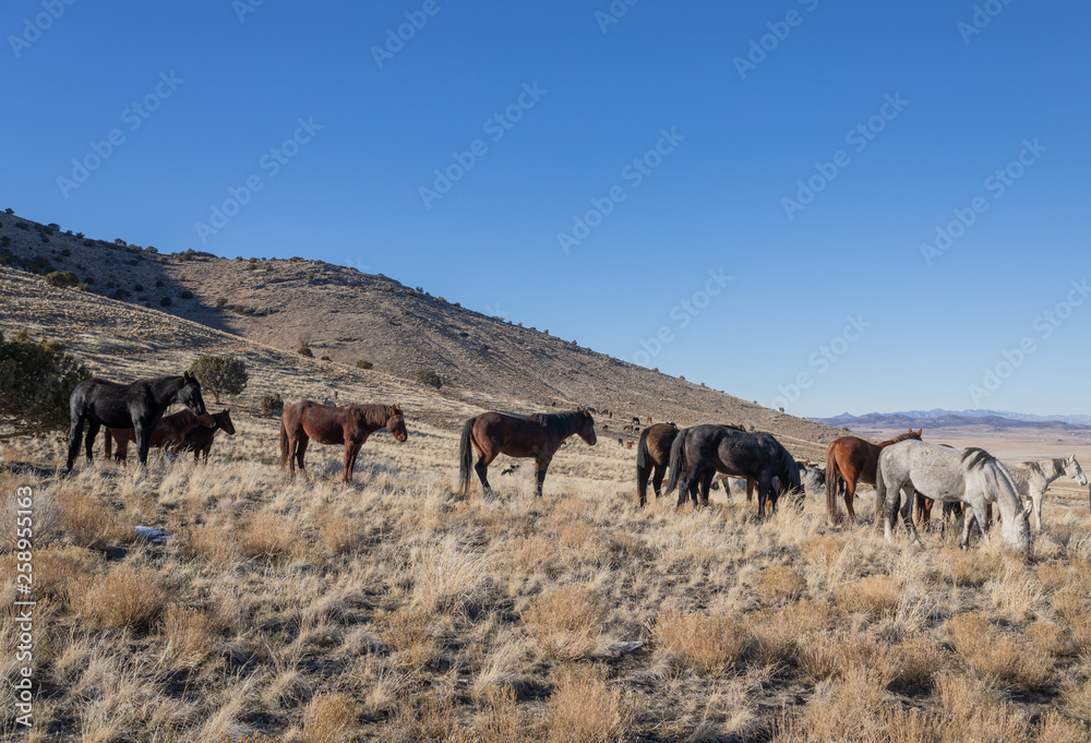 Wild Horses in Winter in the Utah Desert Wild Horses in Winter in the Utah Desert