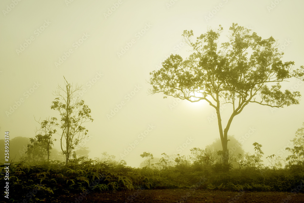 Fototapeta premium Natural mist landscape in the morning