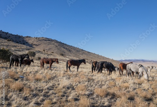 Wild Horses in Winter in the Utah Desert © natureguy