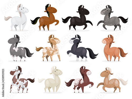 Horse wild or domestic animal set . Collection