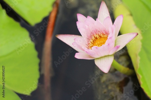 Beautiful lotus in the pond with nature