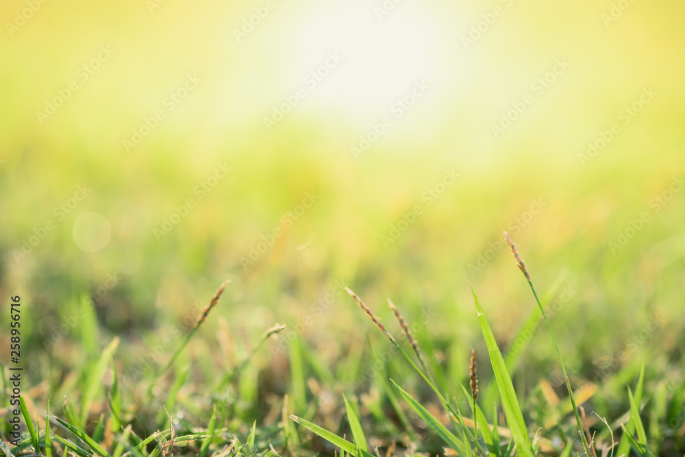 Close up beautiful view of nature green grass on blurred greenery tree background with sunlight in public garden park. It is landscape ecology and copy space for wallpaper and backdrop. Close up beautiful view of nature green grass on blurred greenery tree background with sunlight in public garden park. It is landscape ecology and copy space for wallpaper and backdrop.