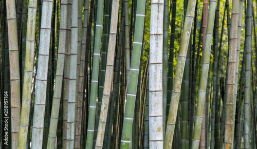 Fototapeta Naklejka Na Ścianę i Meble -  texture, design, background bamboo trunks, bamboo grove