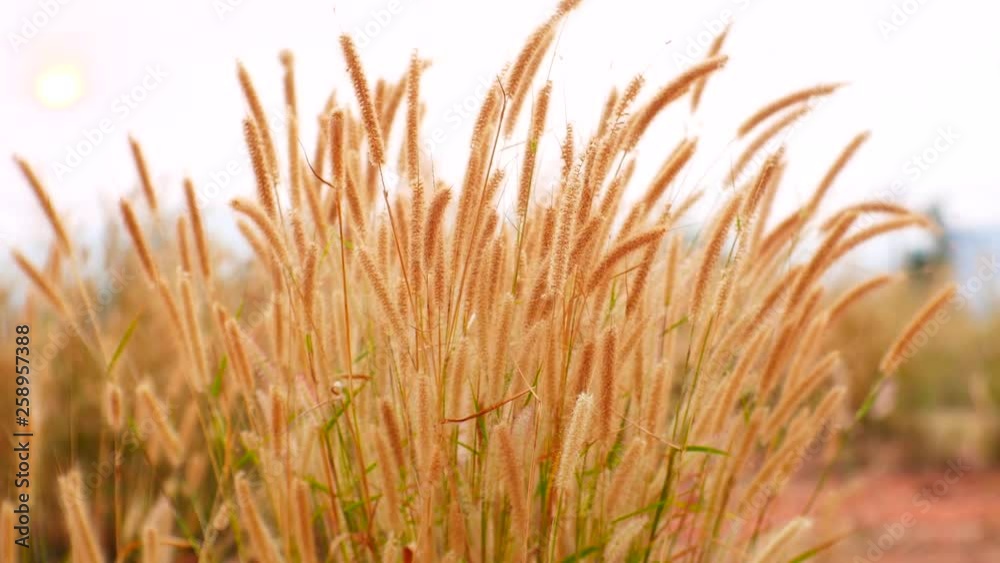 grass background of autumn leaves grass background of autumn leaves