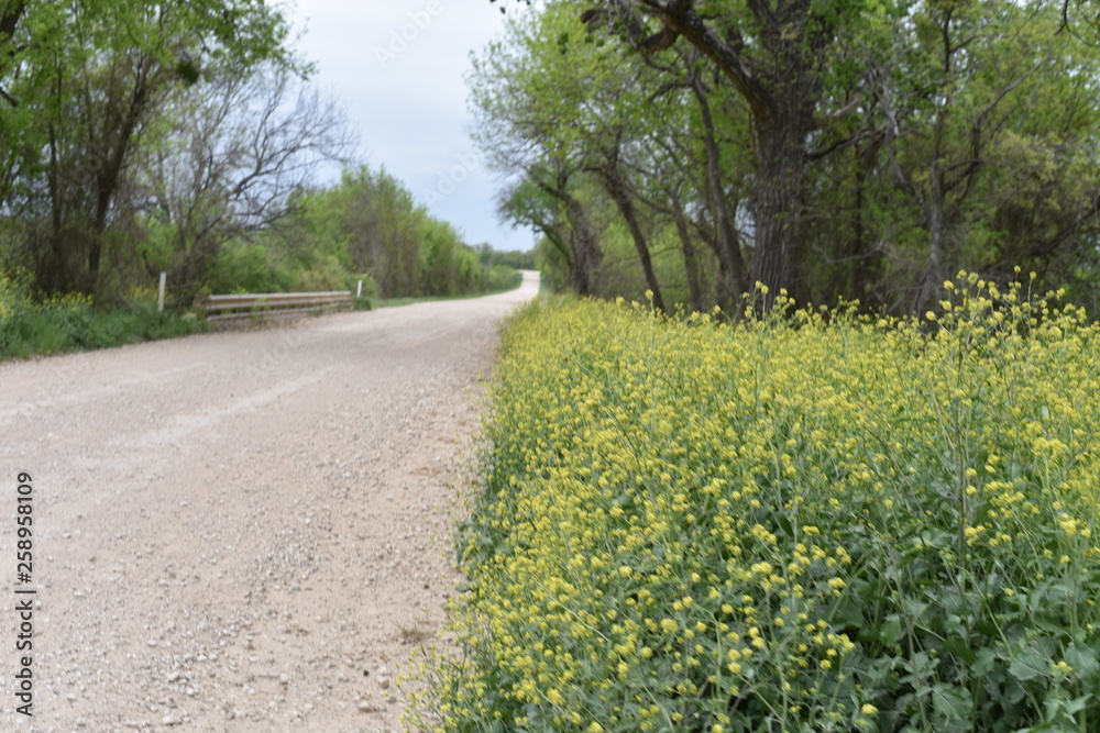 Obraz premium Country Road